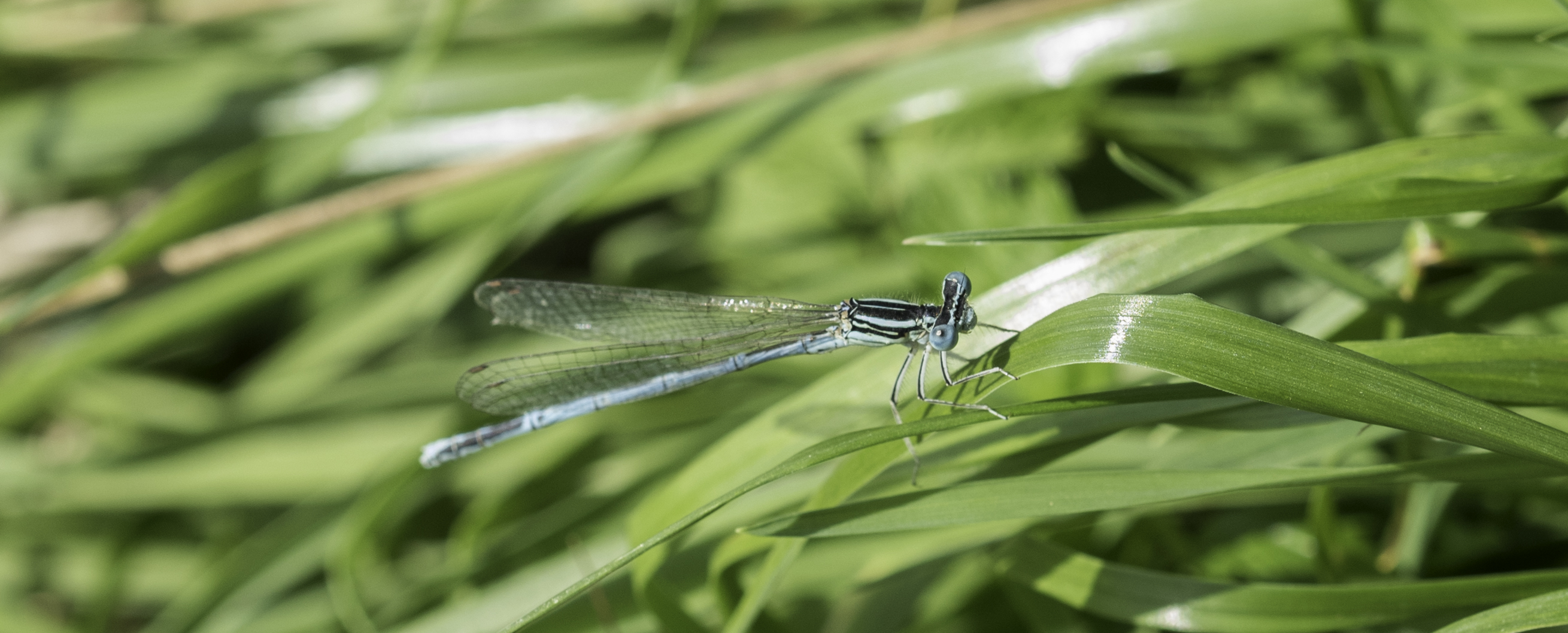 Blauen Federlibelle