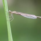 Blauen Federlibelle (Platycnemis pennipes)