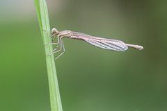 Blauen Federlibelle (Platycnemis pennipes)