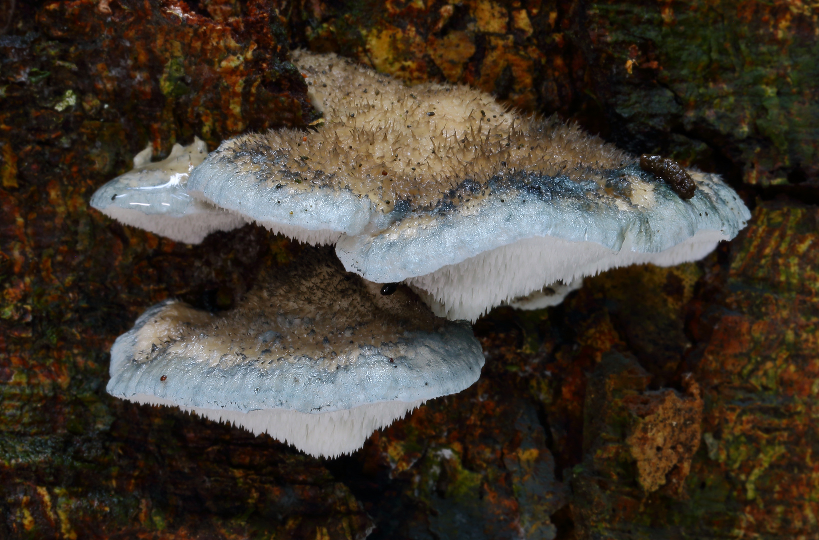 Blauender Saftporling/ SPONGIPORUS CAESIUS