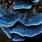 Blauender Saftporling (Spongiporus caesius)