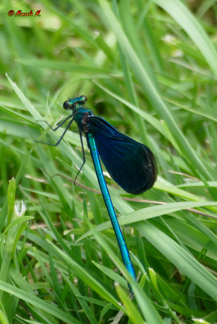 blauePrachtlibelle