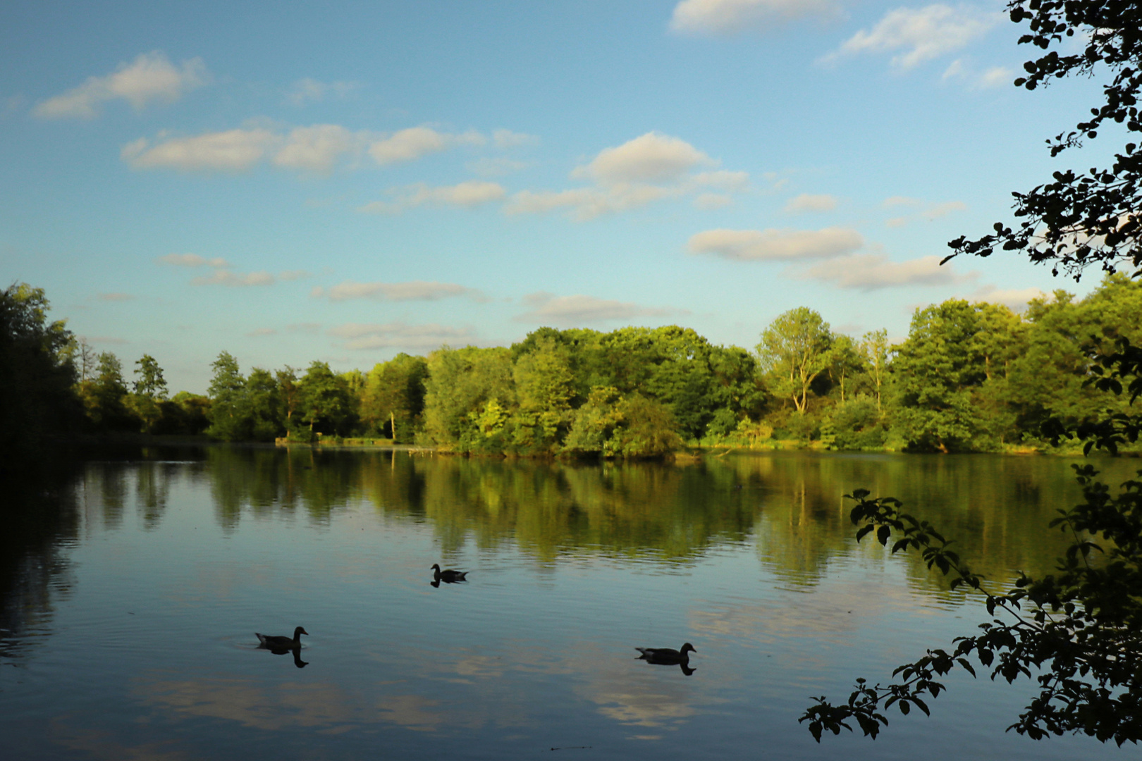 Blauer Abend am Teich