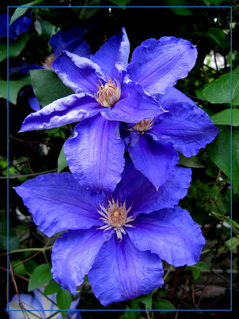 Blauer Abend / blue evening