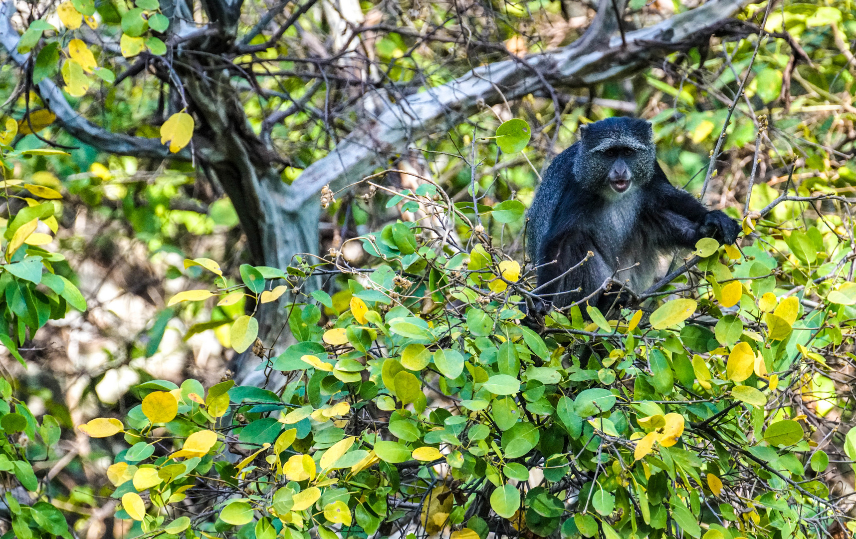 Blauer Affe