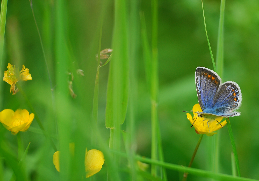 blauer Akzent