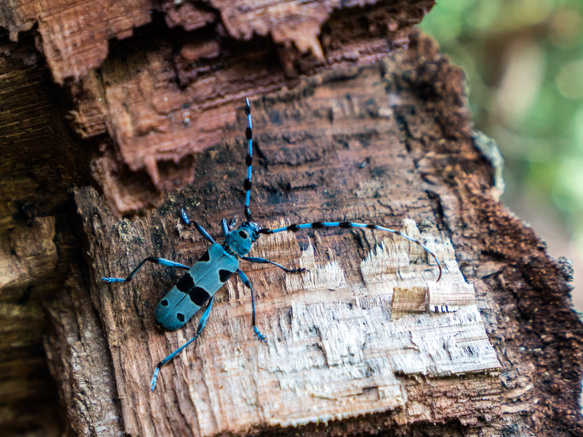 Blauer Alpenbockkäfer