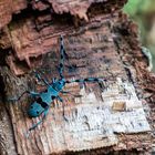 Blauer Alpenbockkäfer