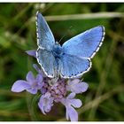 Blauer als der Himmel selbst...