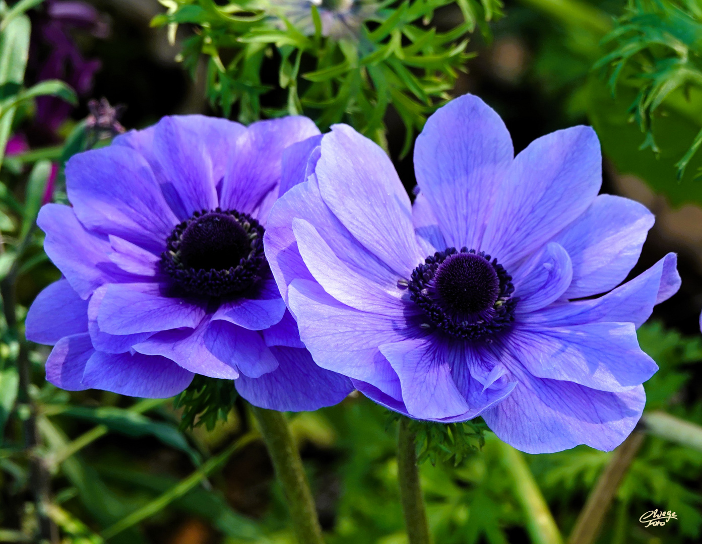 Blauer Anemonengruß...