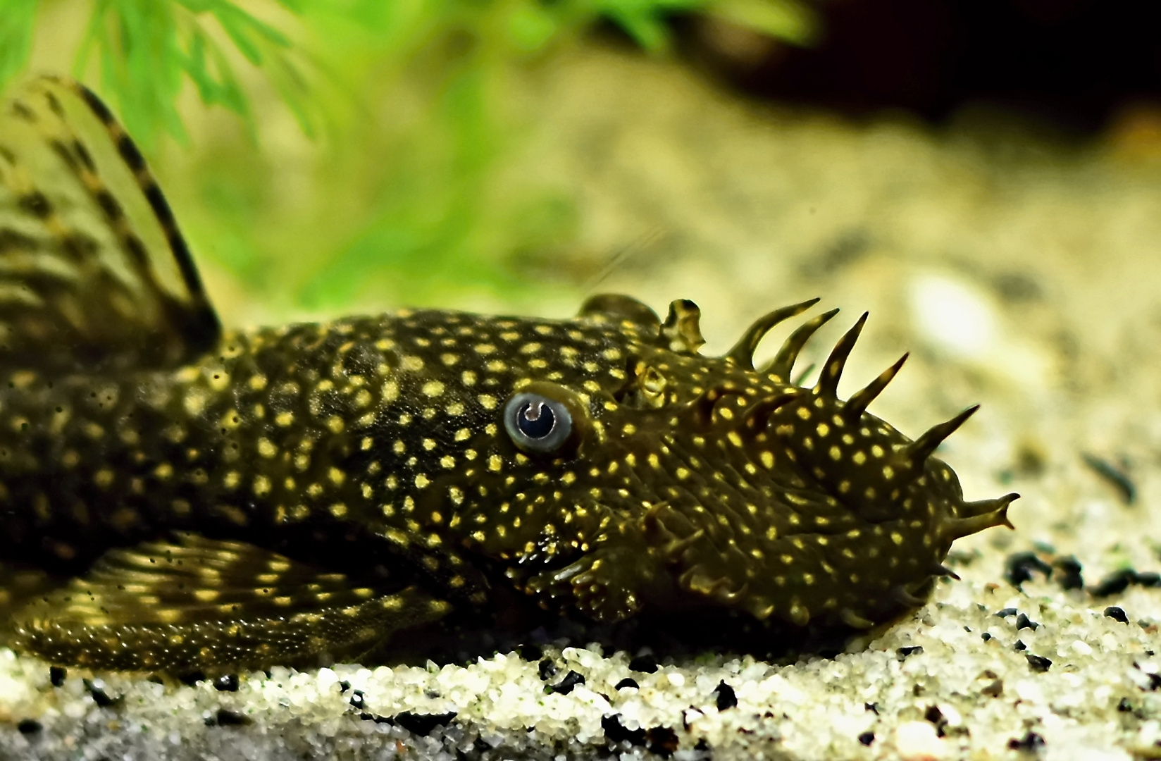 Antennenwels Haltung im Aquarium | zooplus Aquaristik Magazin