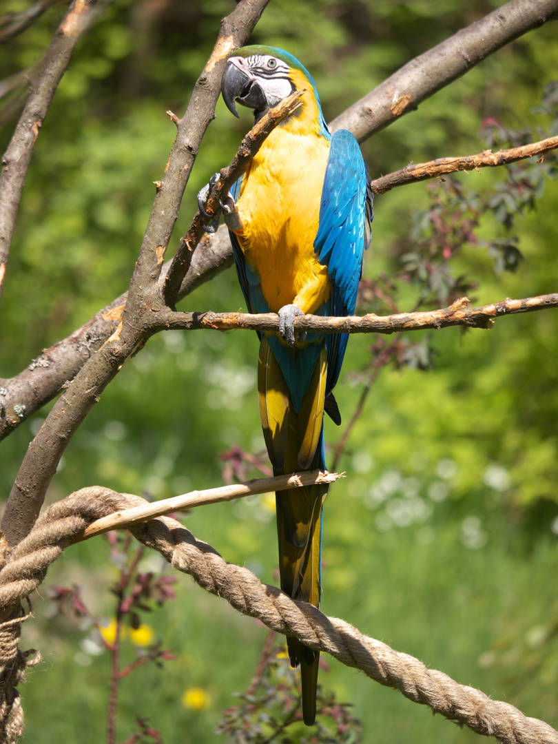 blauer Ara