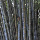 Blauer Bambus