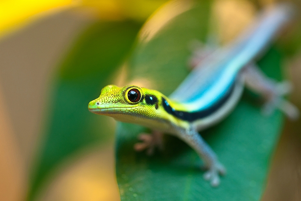 Blauer Bambusgecko