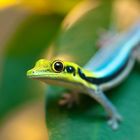 Blauer Bambusgecko