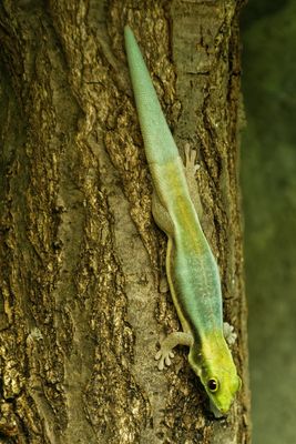 Blauer Bambusphelsume   