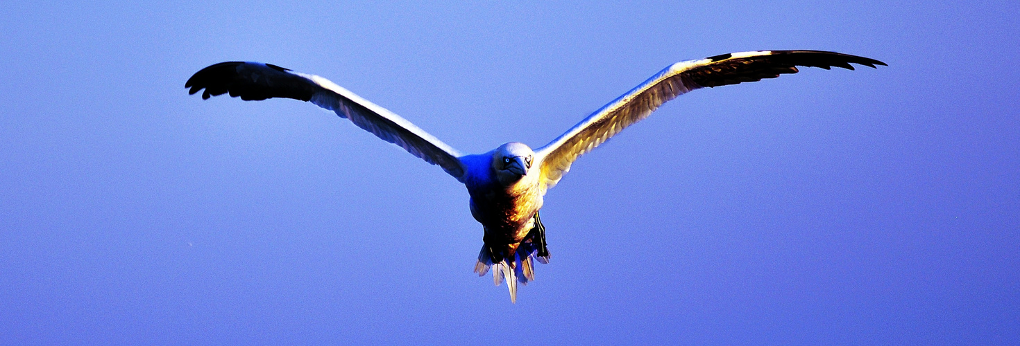 Blauer Basstölpel