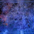 blauer Baum