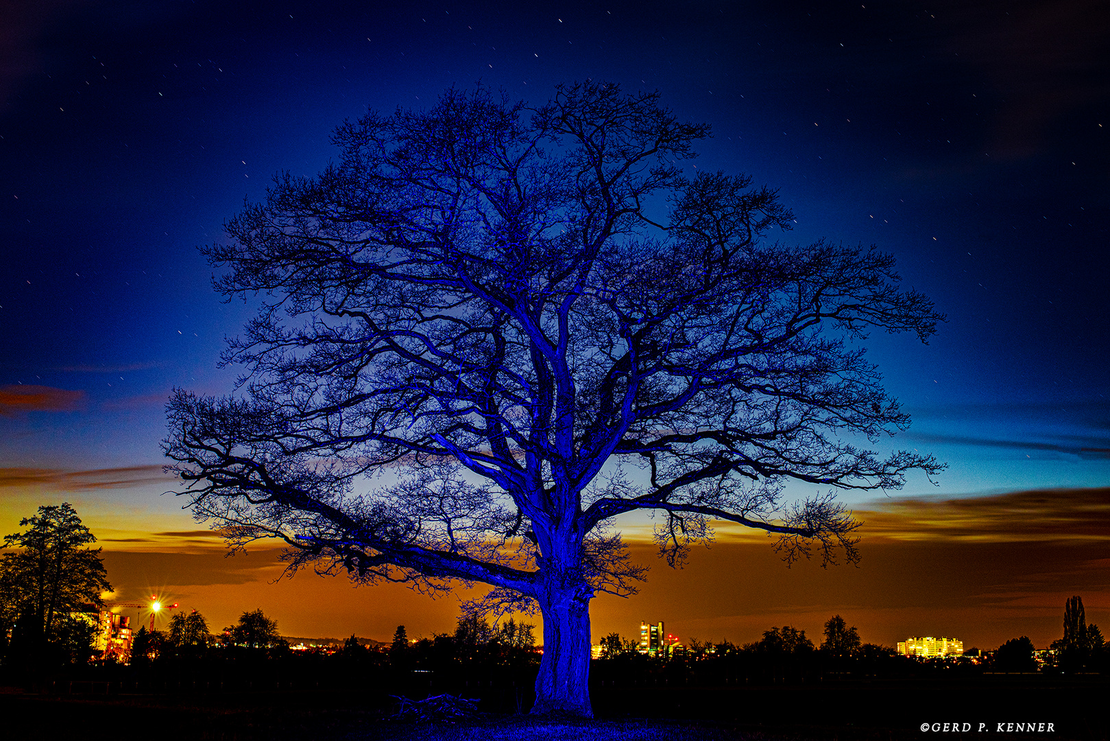 Blauer Baum in Blauer Stunde