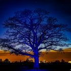 Blauer Baum in Blauer Stunde