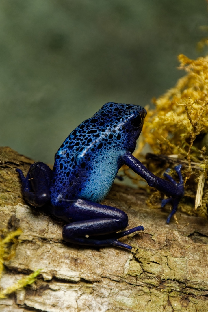 Blauer Baumsteiger Foto & Bild tiere, zoo, wildpark & falknerei