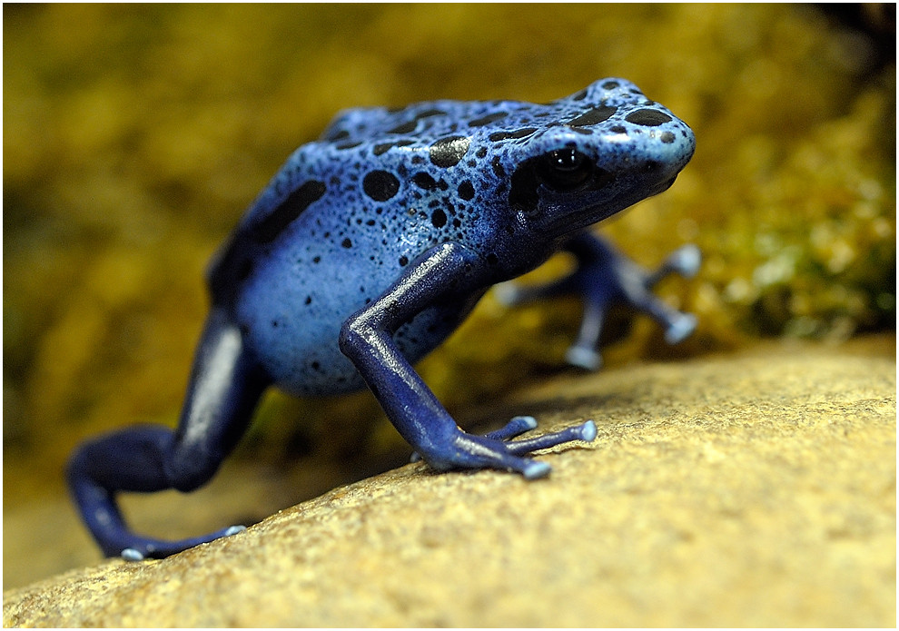 Blauer Baumsteiger