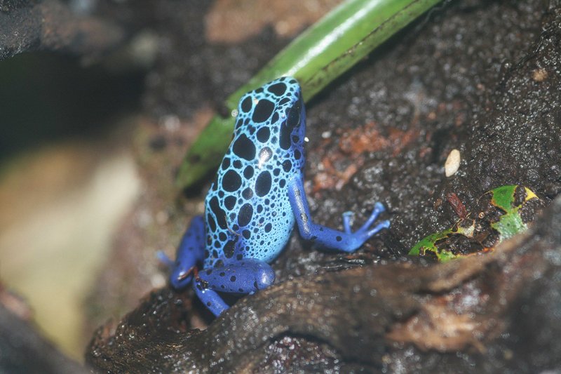 Blauer Baumsteiger - Dendrobates tinctorius azureus