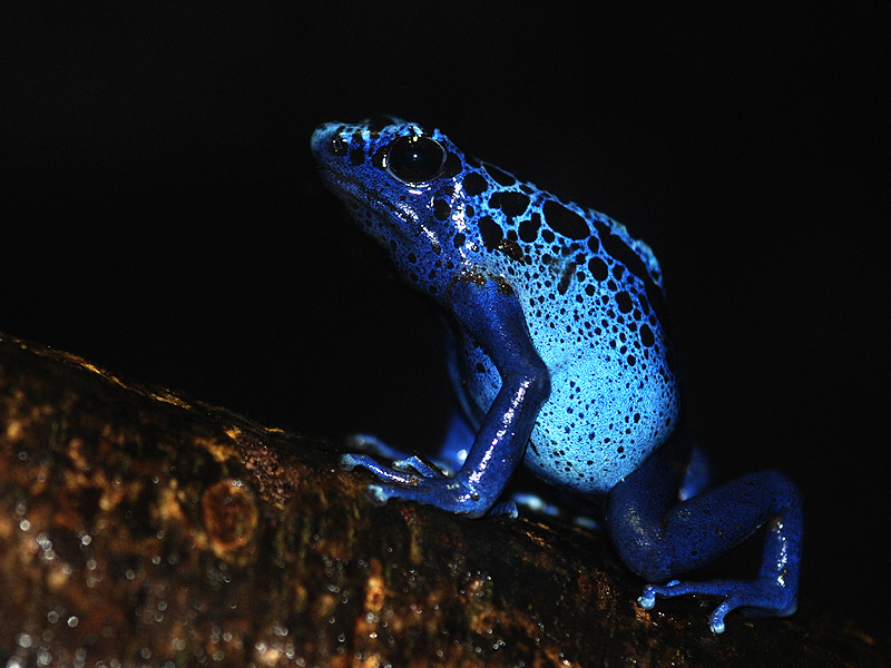 Blauer Baumsteiger (Dendrobates tinctorius azureus) der 2.