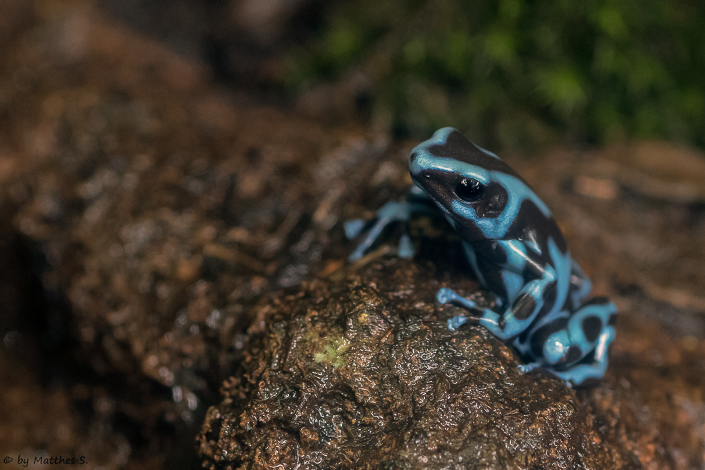 Blauer Baumsteiger