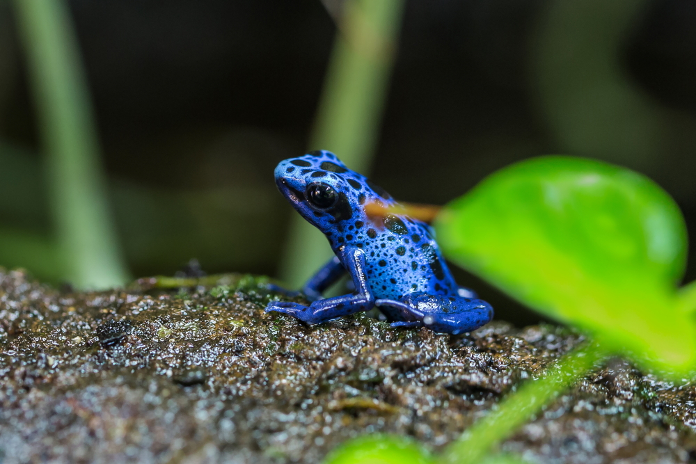 Blauer Baumsteiger