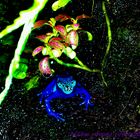 Blauer Baumsteiger -Frosch-