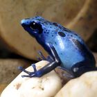 Blauer Baumsteigerfrosch