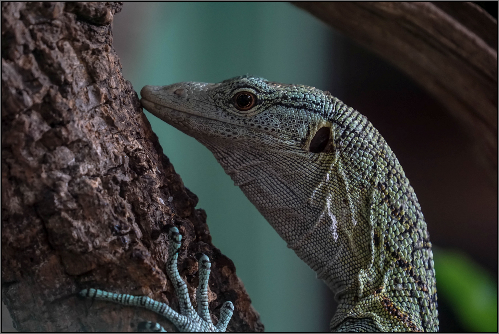Blauer Baumwaran Foto & Bild natur, zoo, tiere Bilder auf
