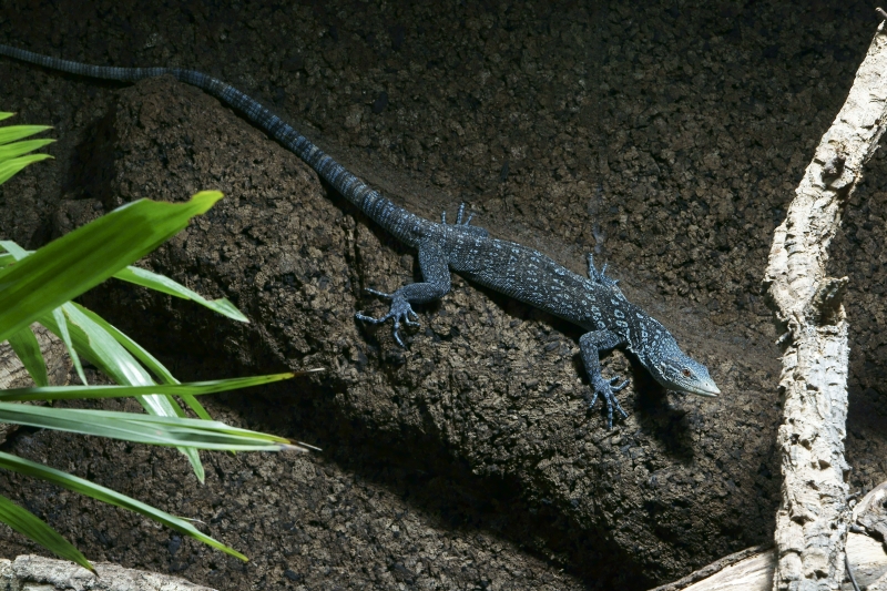 Blauer Baumwaran Foto & Bild tiere, zoo, wildpark & falknerei