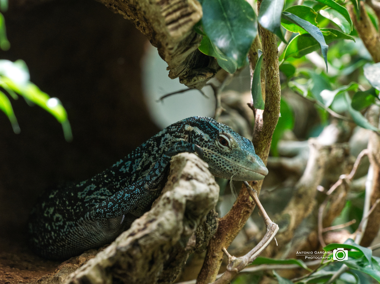 Blauer Baumwaran - Varanus Macraei