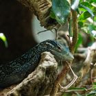 Blauer Baumwaran - Varanus Macraei