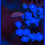 Blauer Beerenwuchs