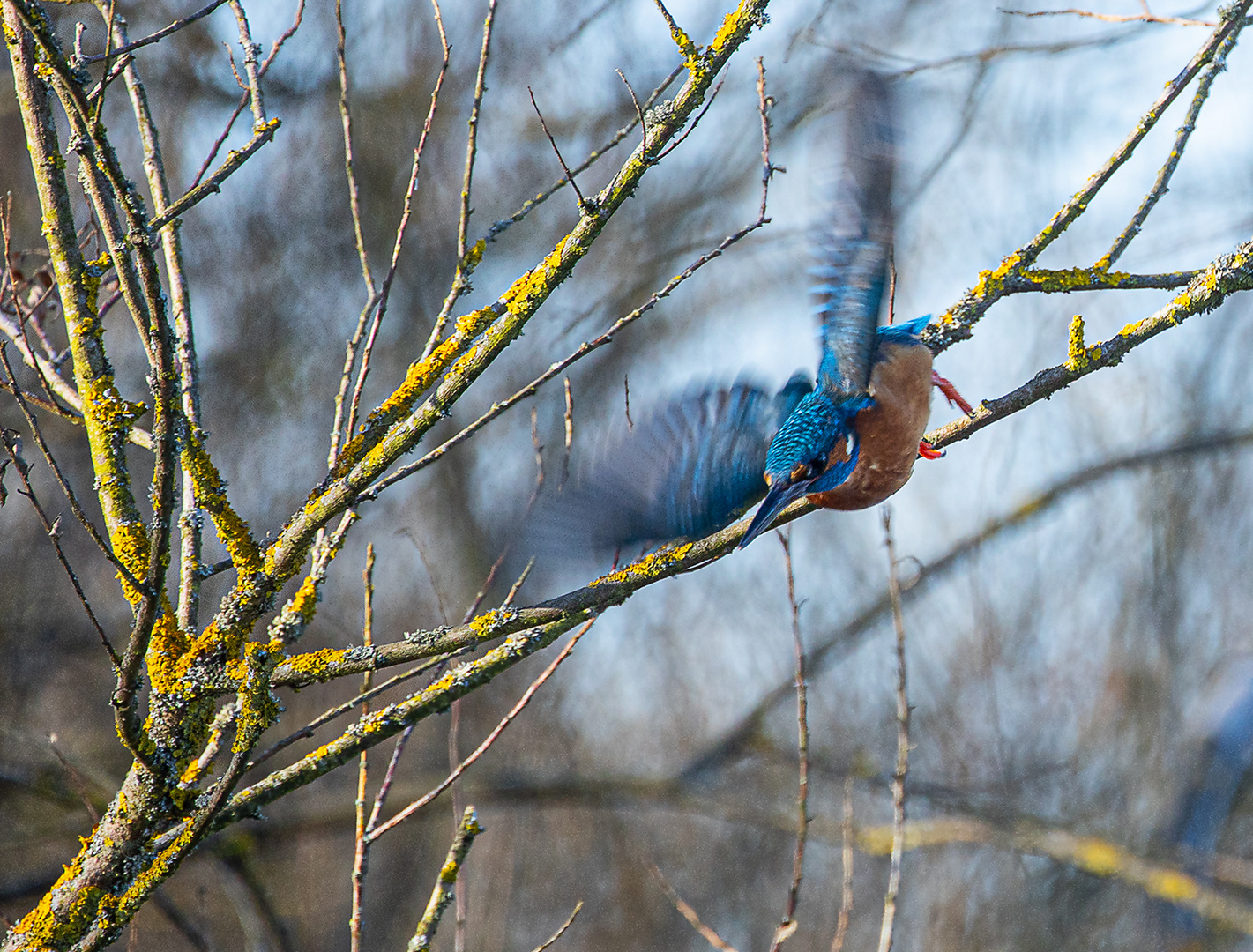 *** BLAUER BLITZ ***