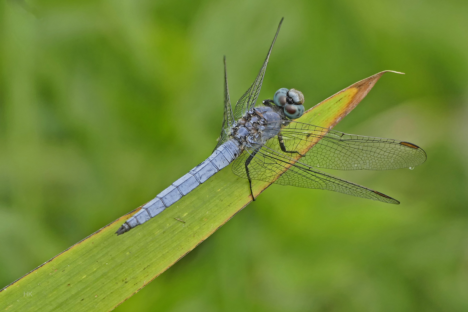 Blauer Blitz