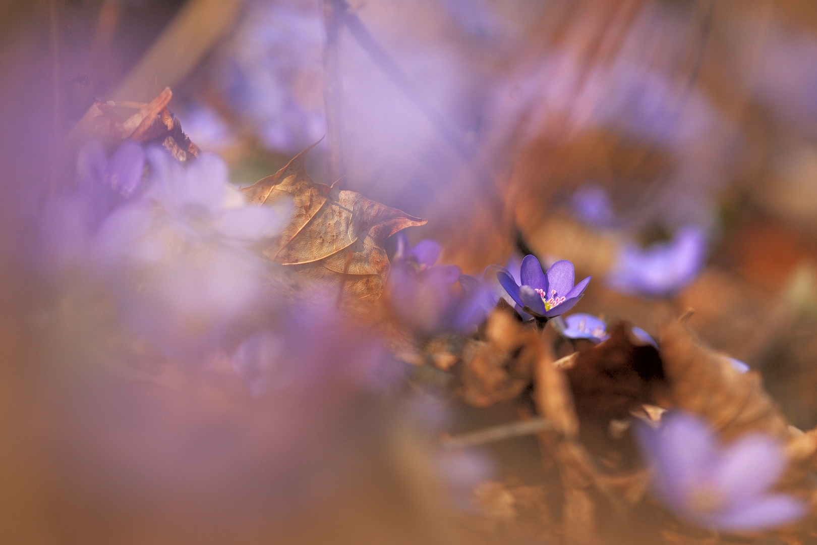 Blauer Blütenreigen