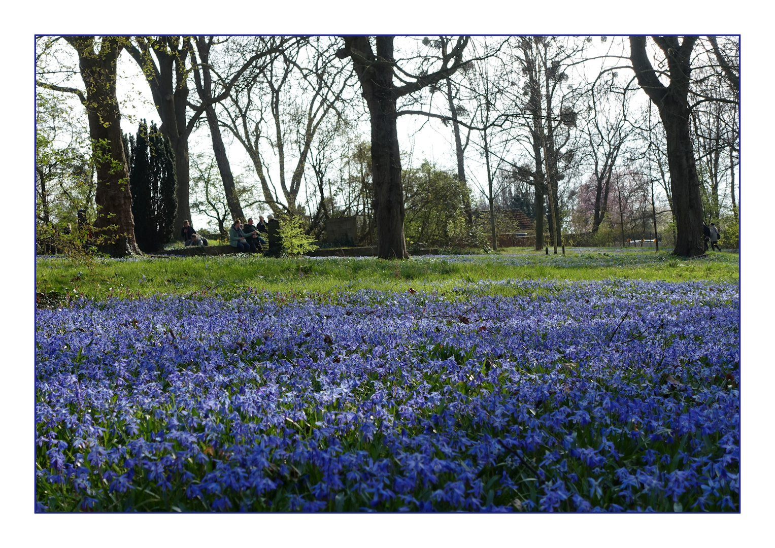 Blauer Blütenteppich