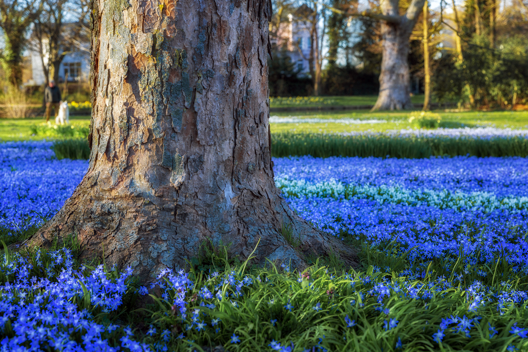 Blauer Blütenteppich