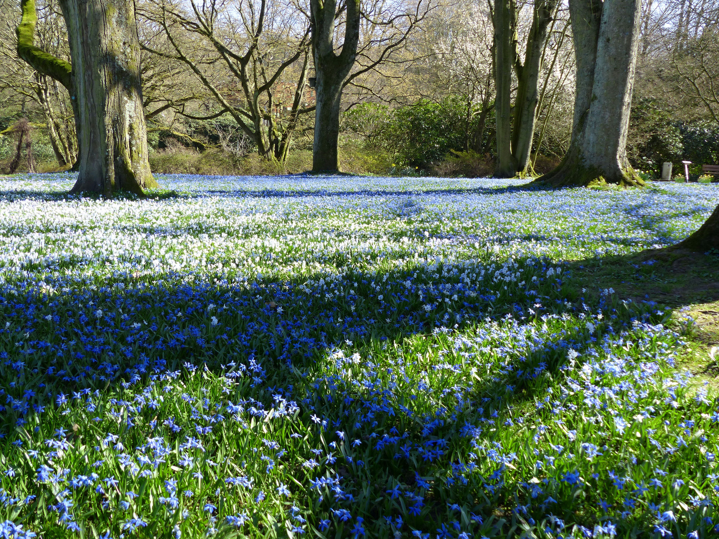 blauer Blütenteppich