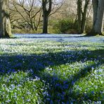 blauer Blütenteppich