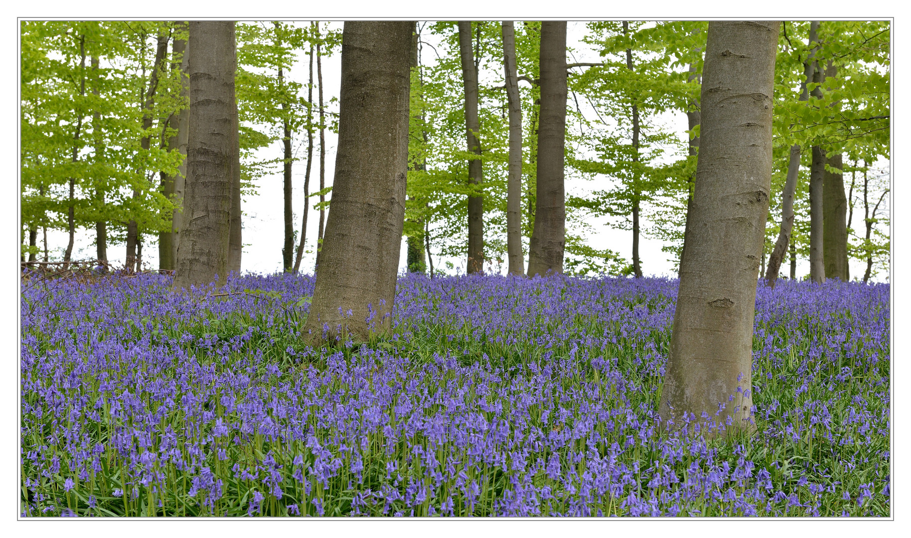 Blauer Blütenteppich