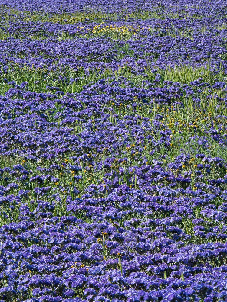 blauer Blütenteppich