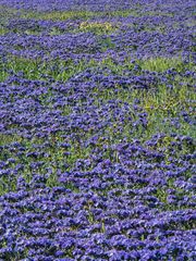 blauer Blütenteppich