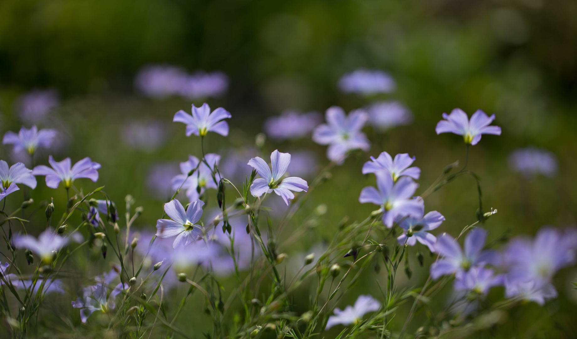 Blauer Blütentraum