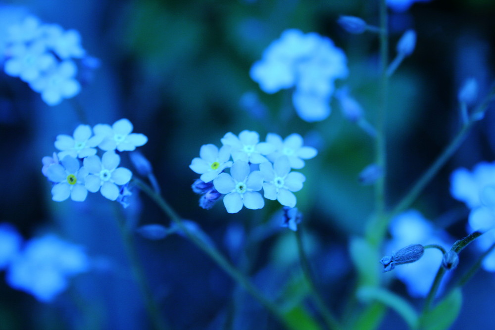 blauer Blütentraum