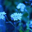blauer Blütentraum